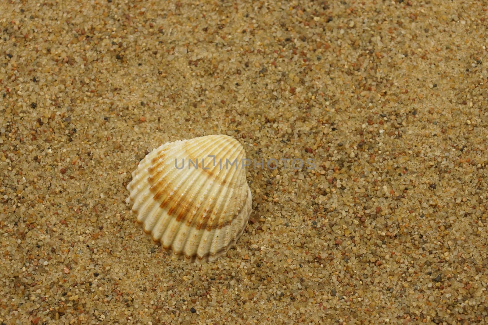 sea shells on a sand