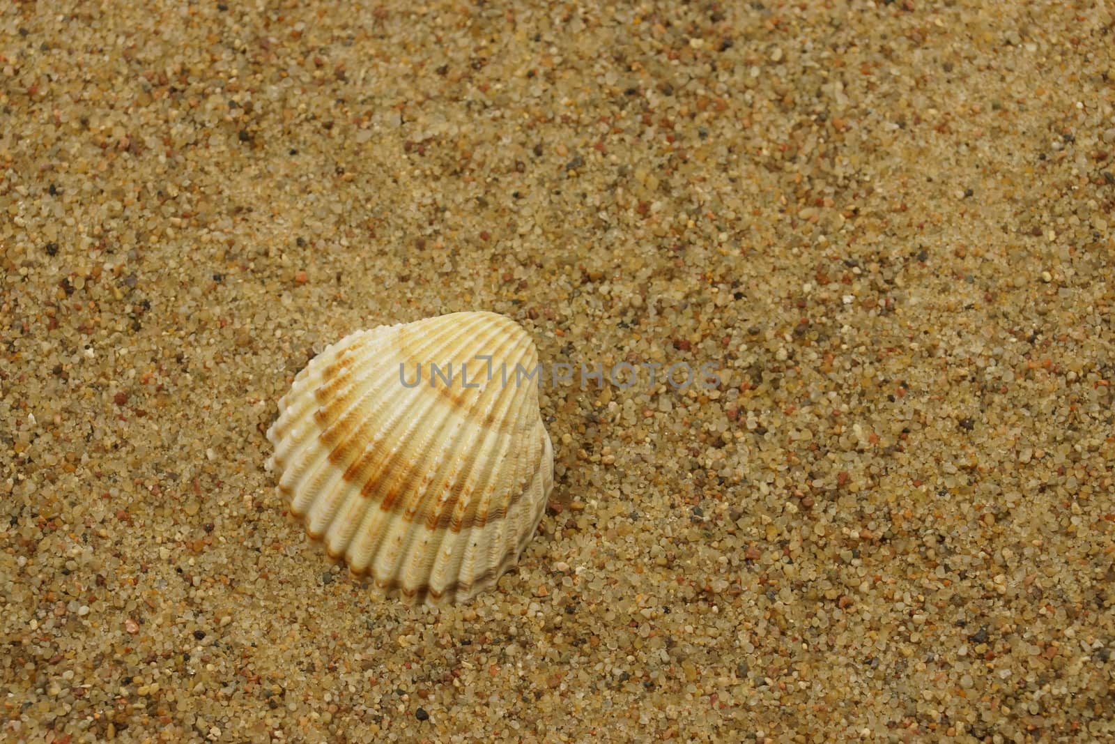 sea shells on a sand by iness007
