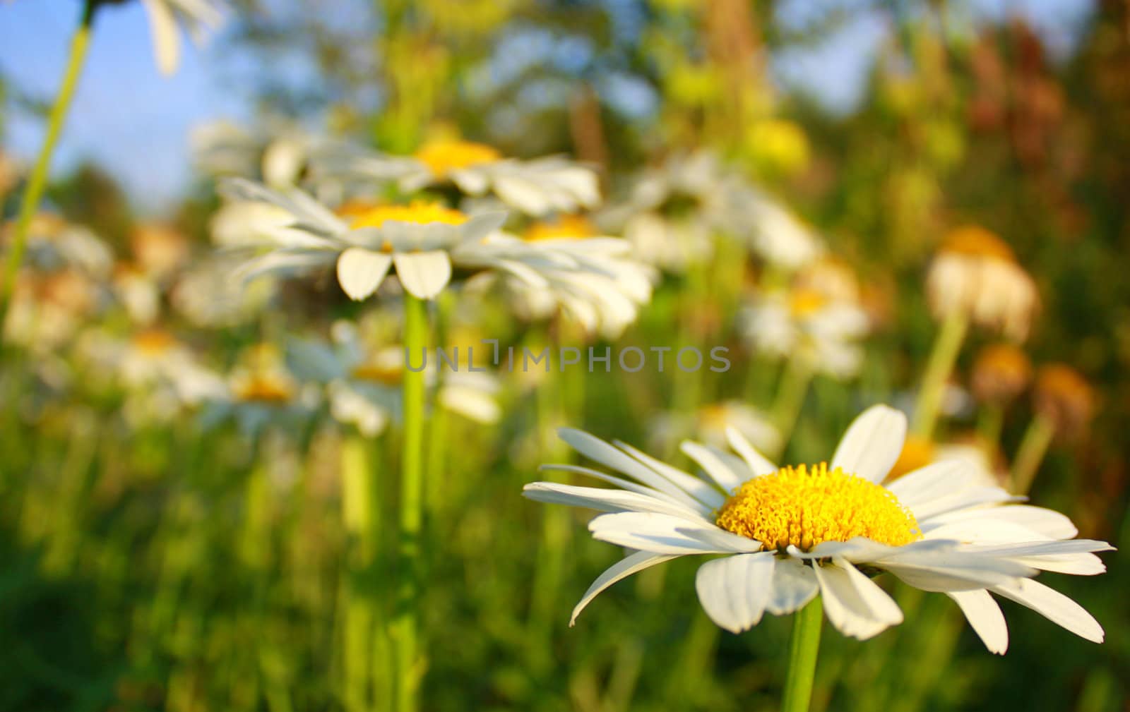 Beautiful background with white garden chamomiles. by Fyuriy