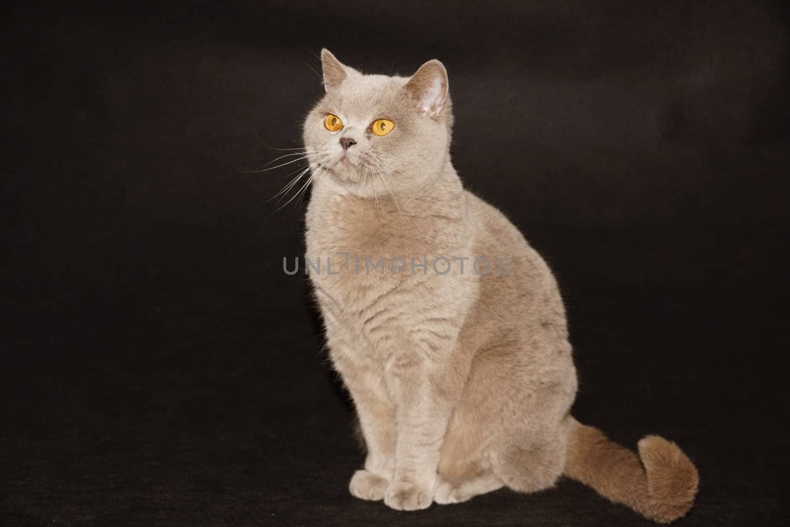 British cat on a black background