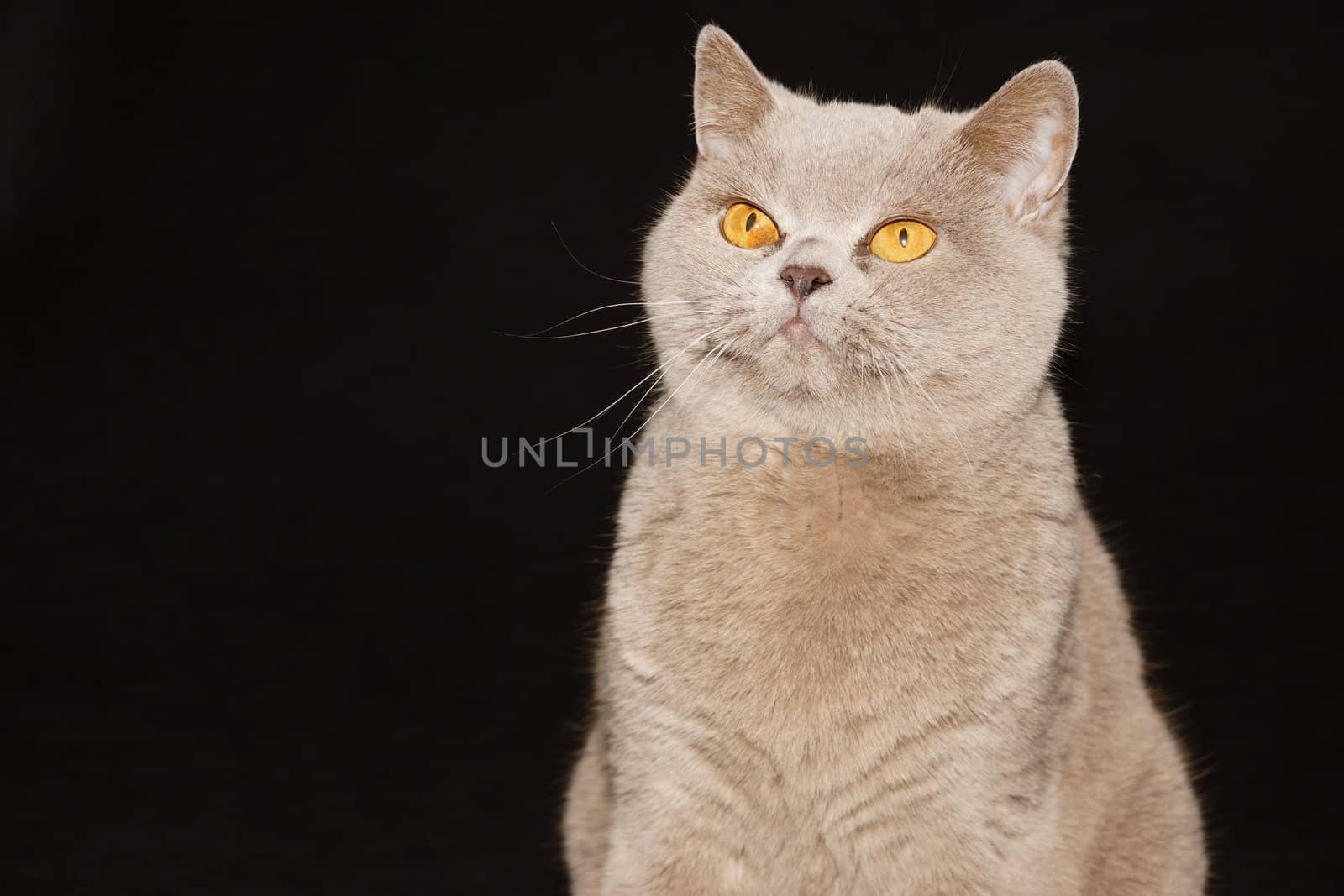 British cat on a black background