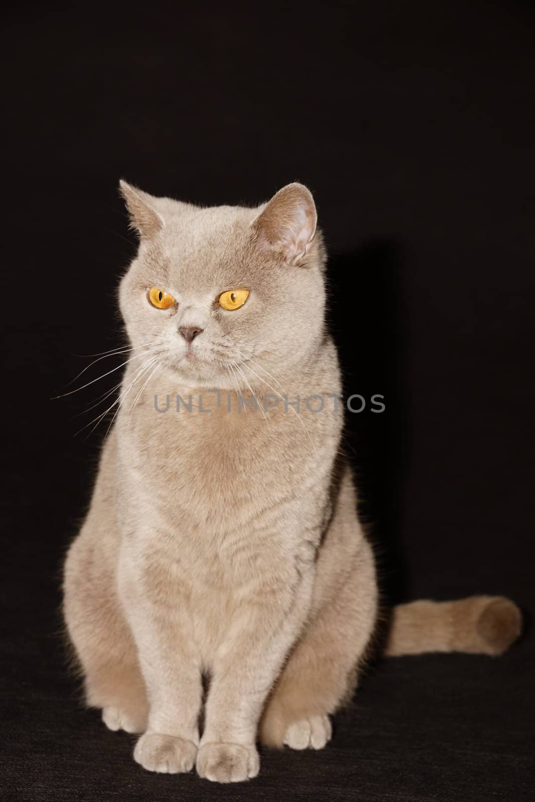 British cat on a black background