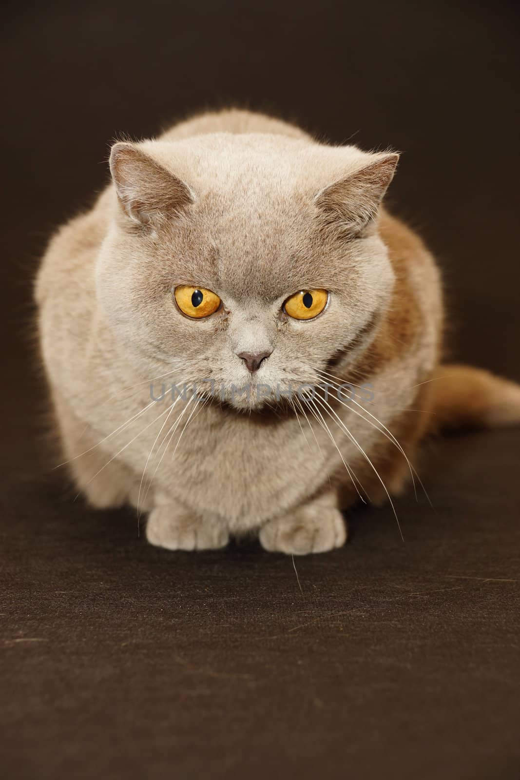 British cat on a black background