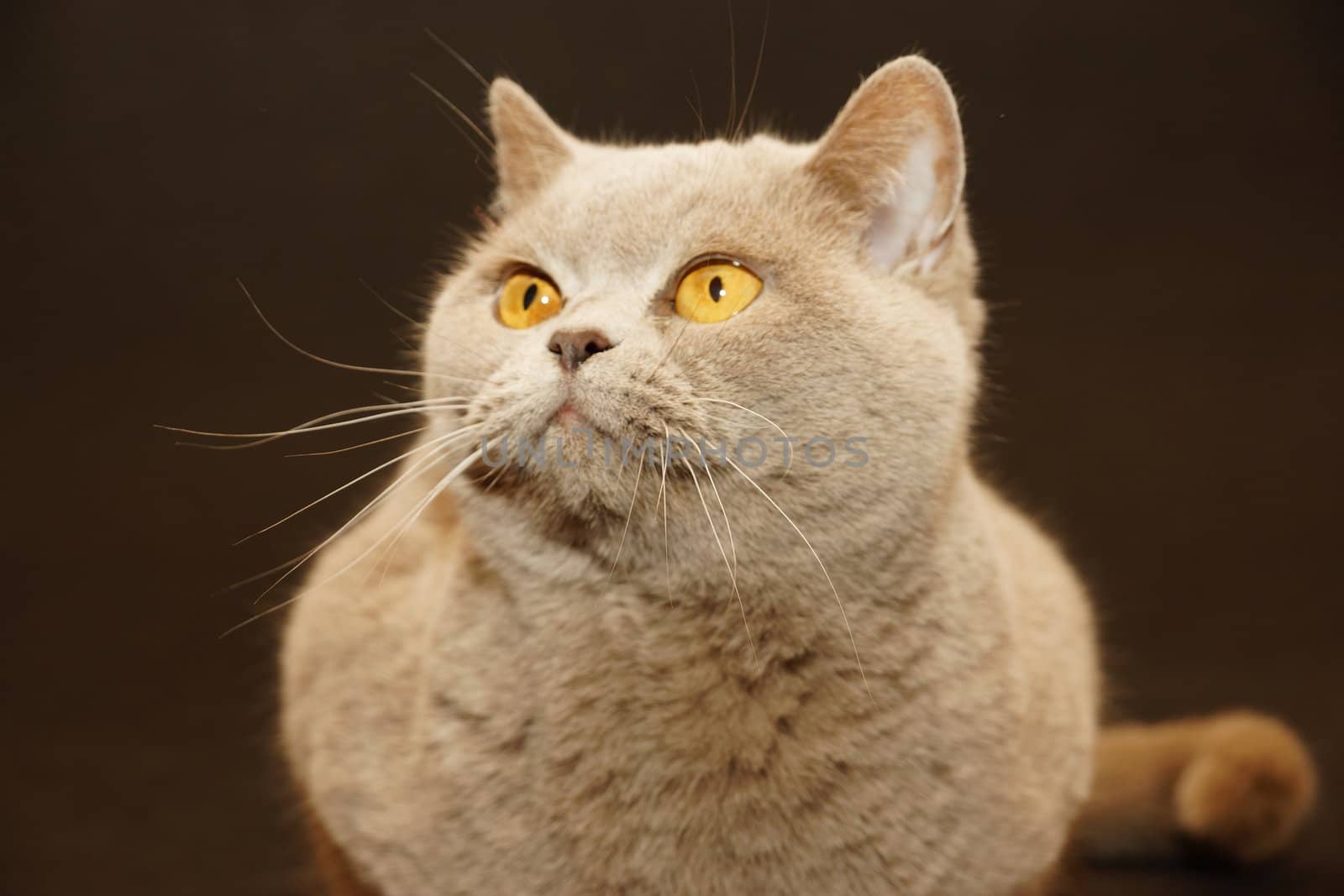 British cat on a black background