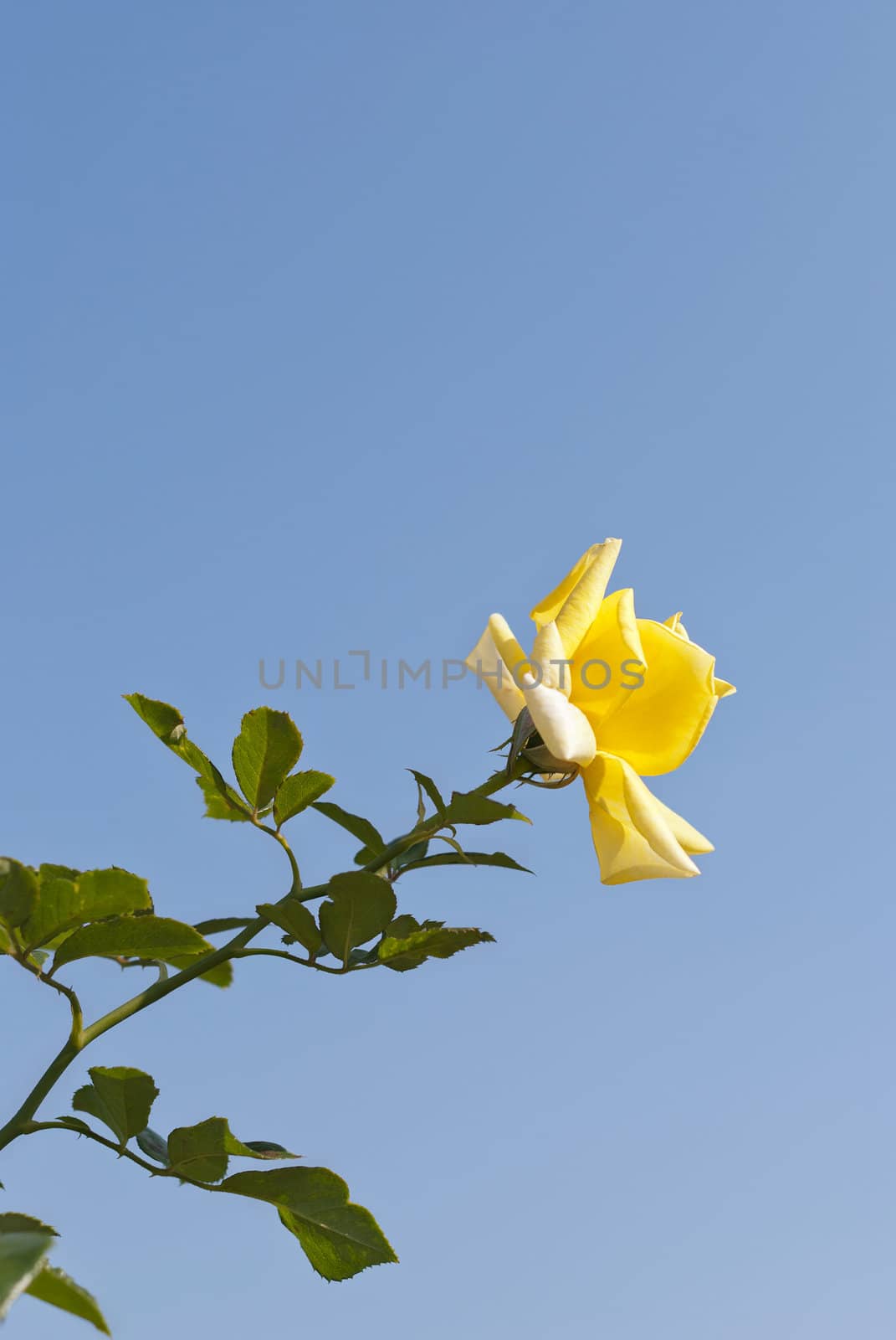 Yellow rose on blue sky background, sunny day