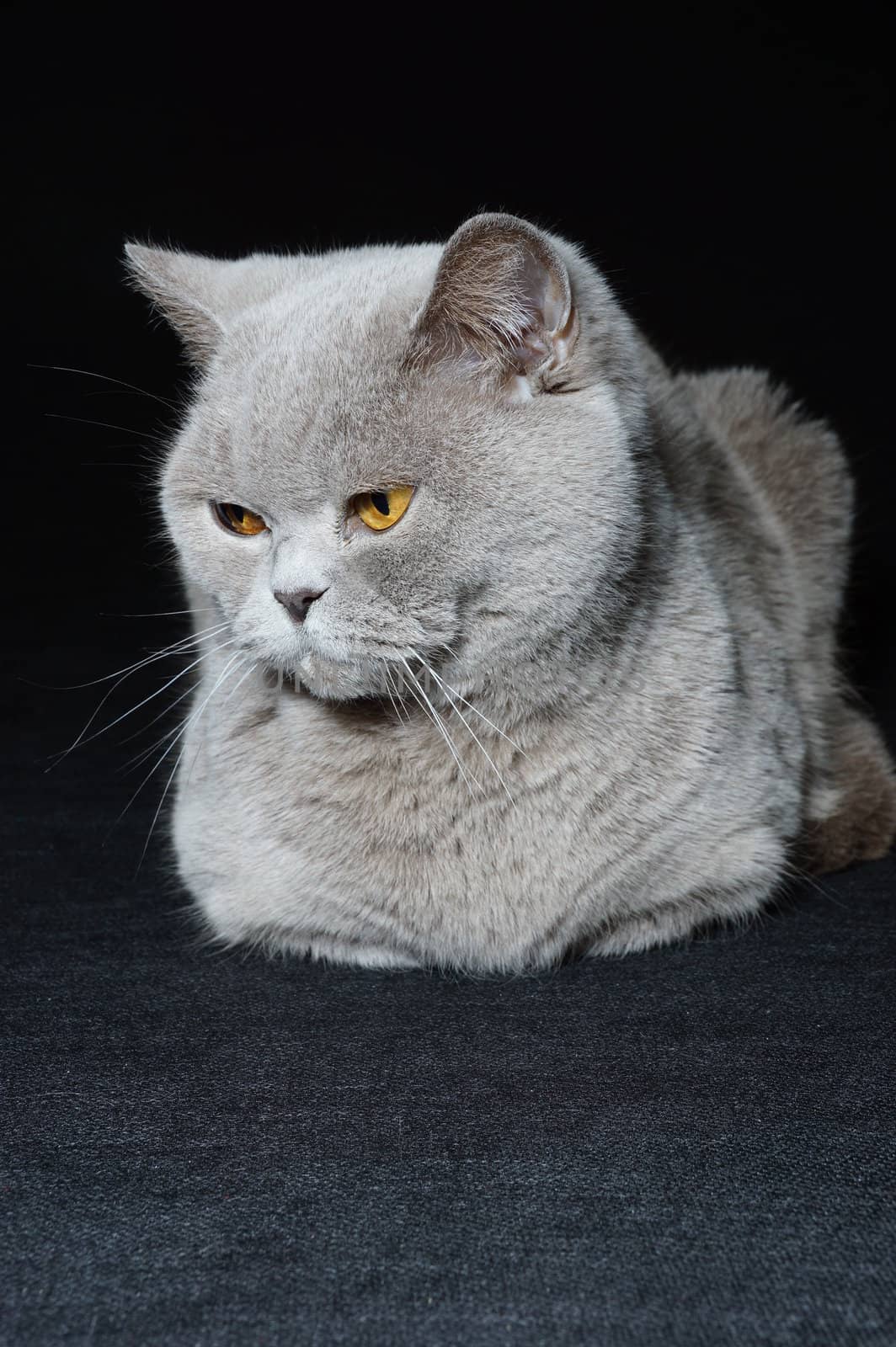 British cat on a black background