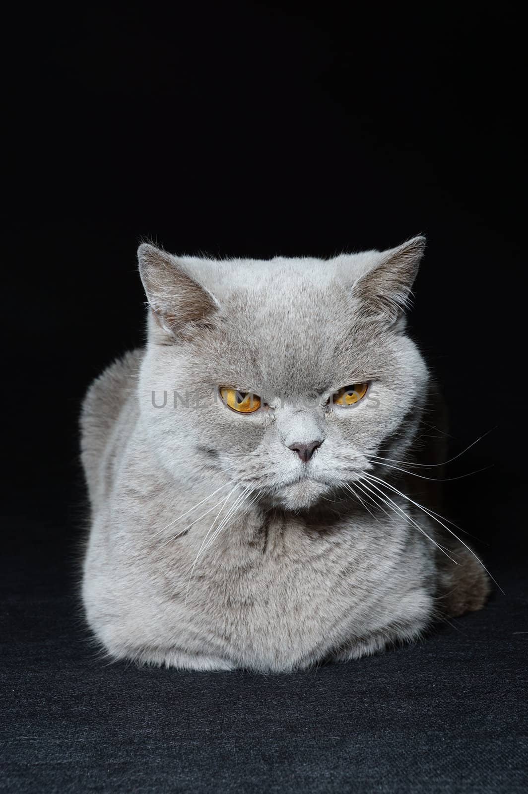 British cat on a black background