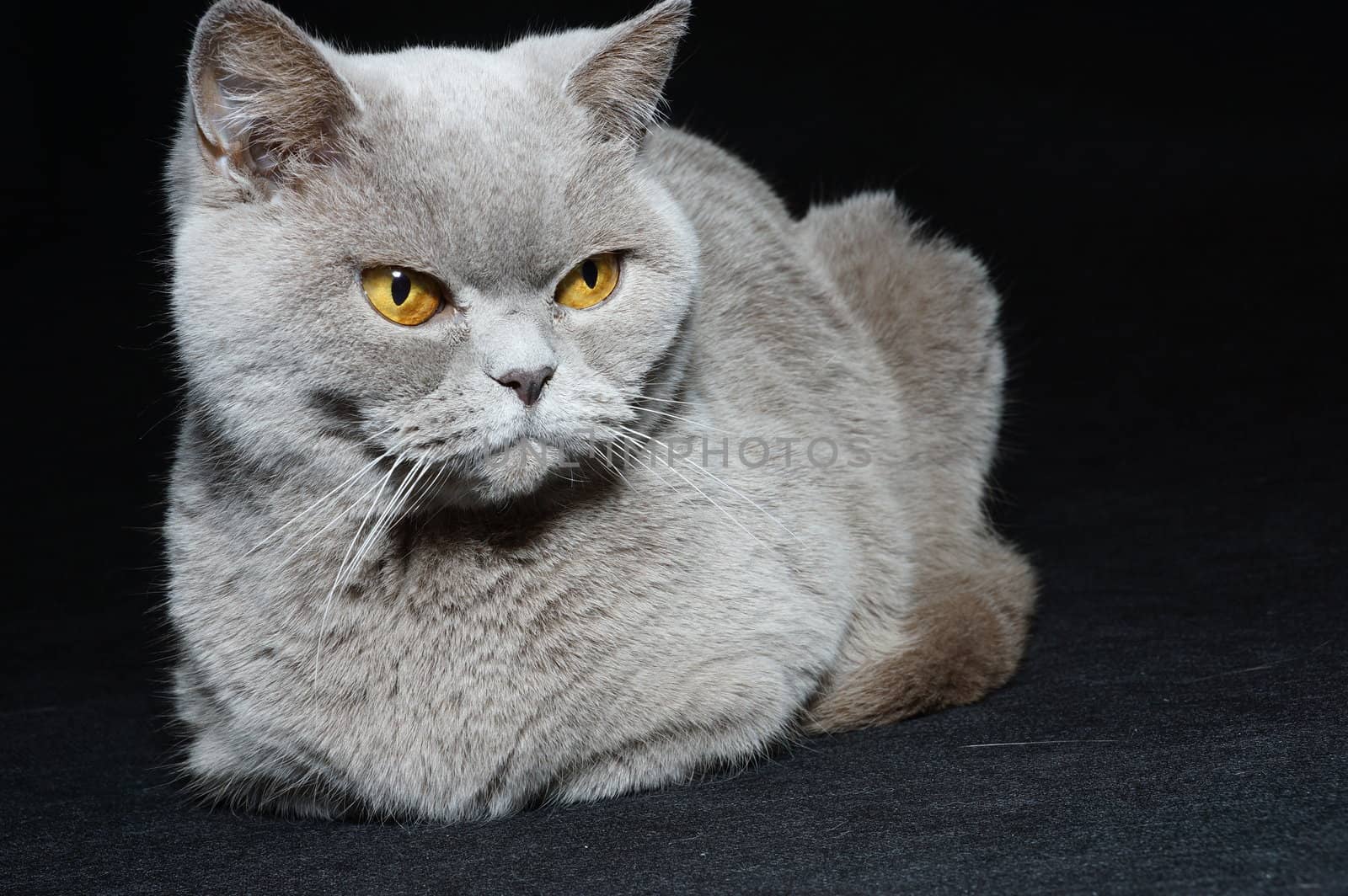 British cat on a black background