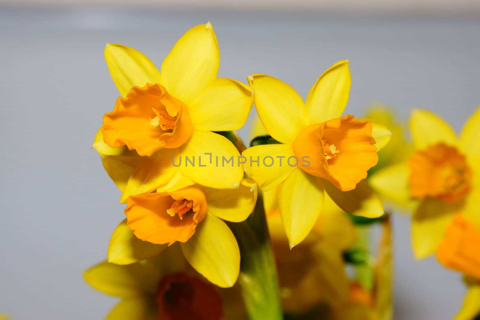 narcissus, daffodil