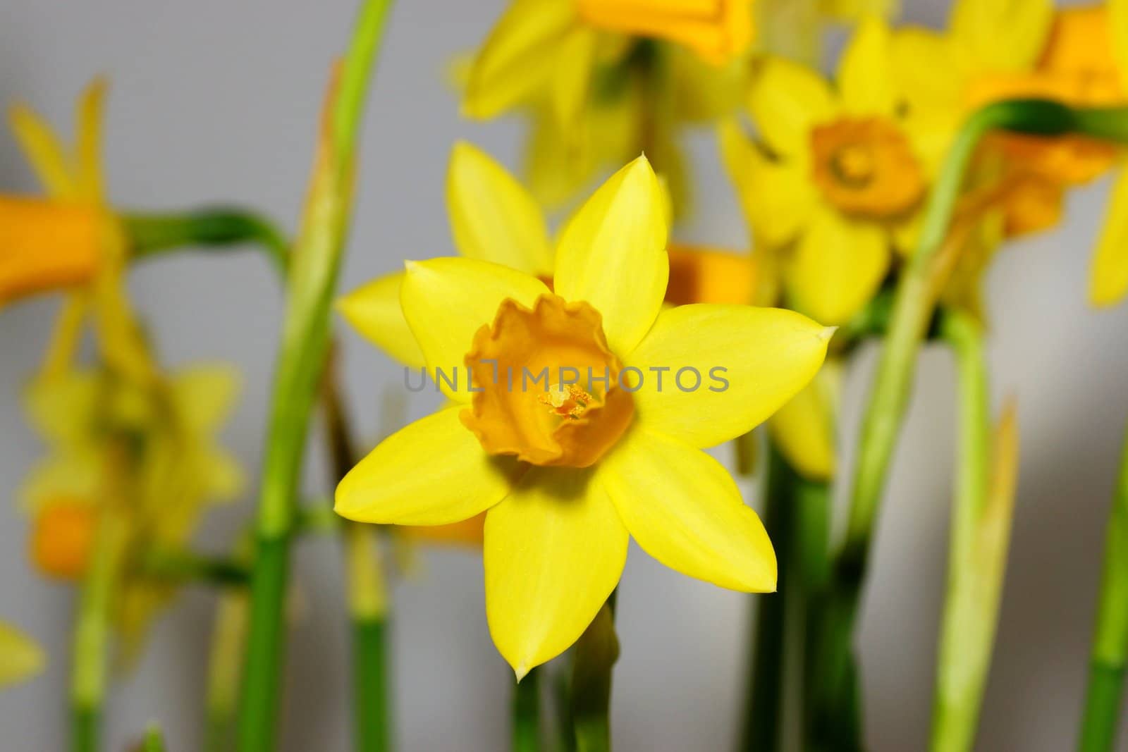 narcissus, daffodil by iness007