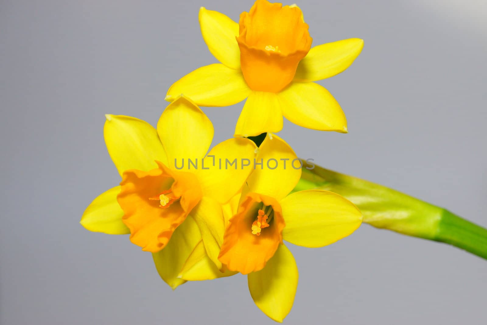 narcissus, daffodil by iness007