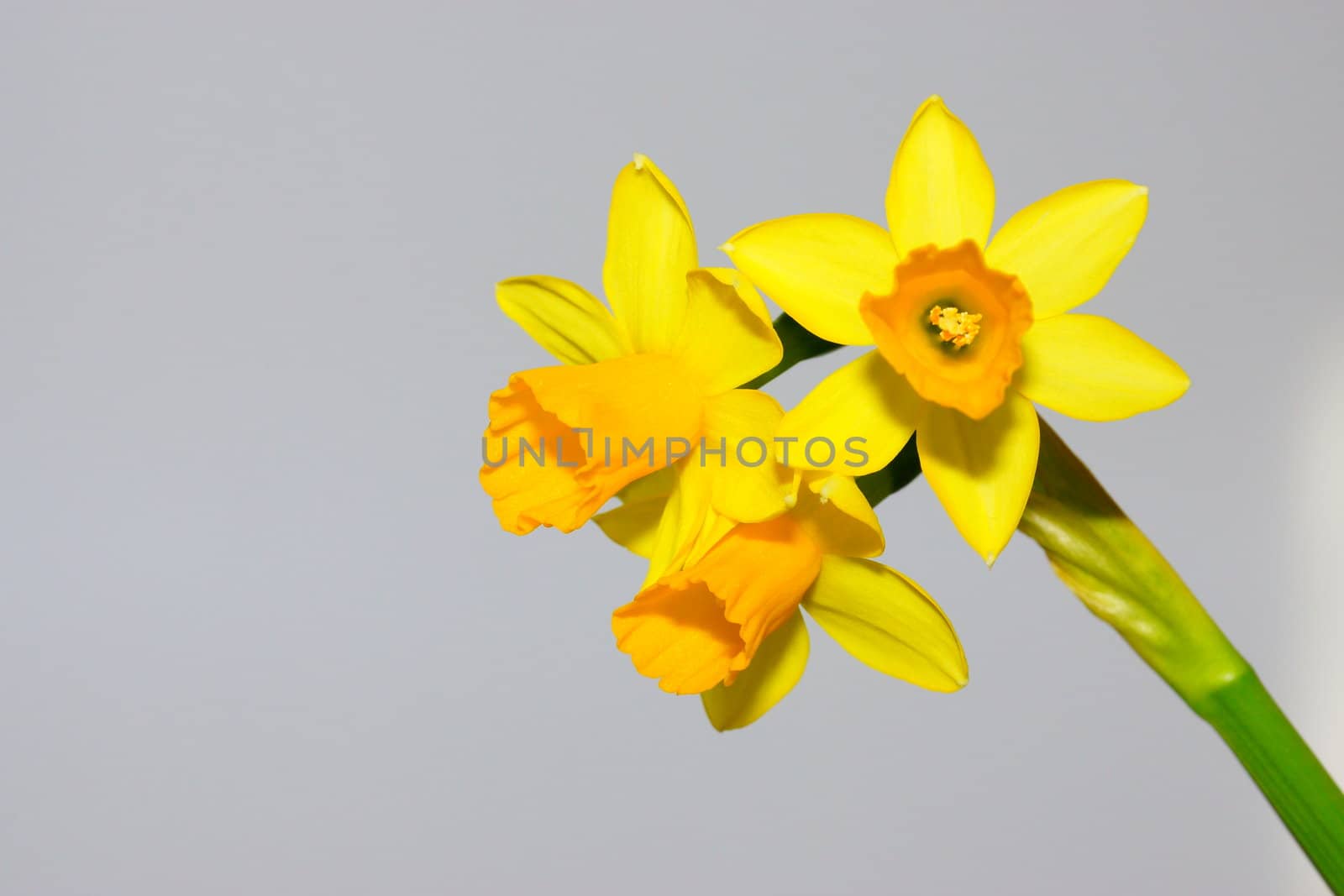 narcissus, daffodil by iness007