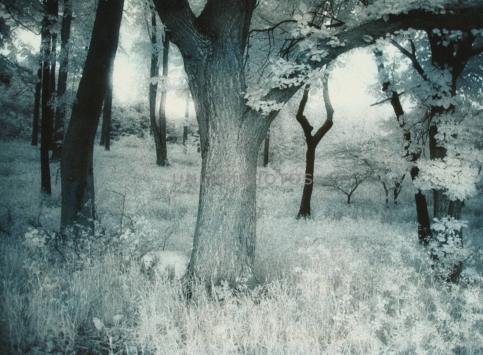 A silent fresh summer morning with a smell of wood in your nose and a sound of birds in your ears. Analogous infrared capture. Silvergrains to be seen.
