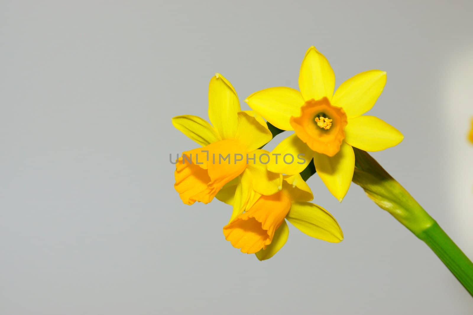 narcissus, daffodil by iness007