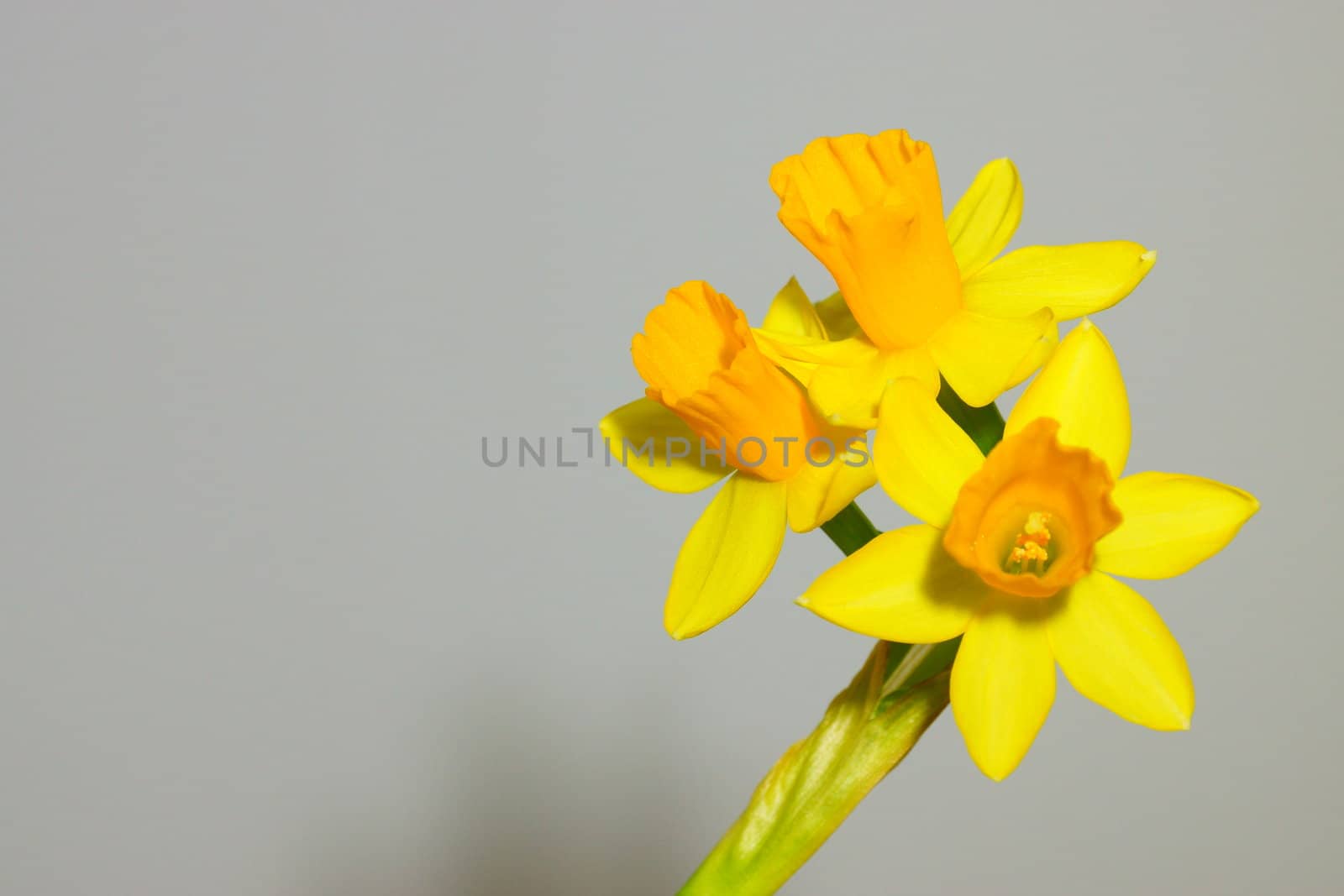 narcissus, daffodil by iness007
