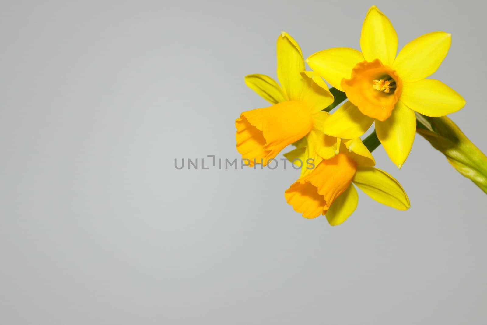 narcissus, daffodil by iness007