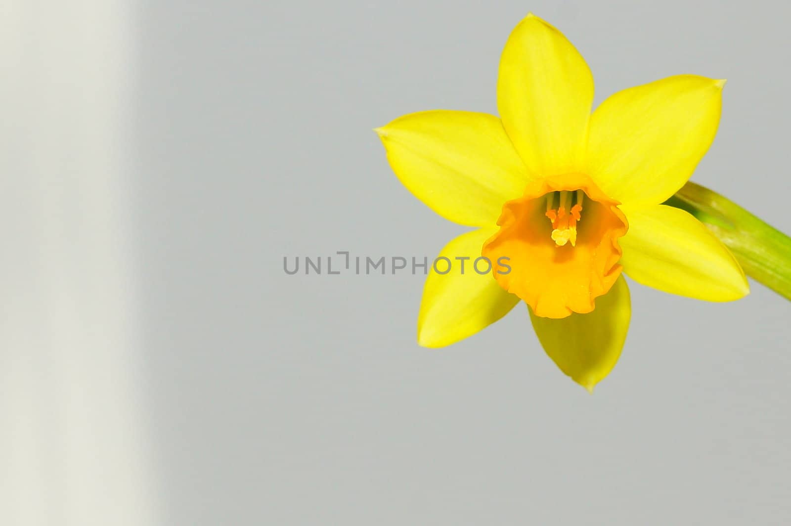 narcissus, daffodil by iness007