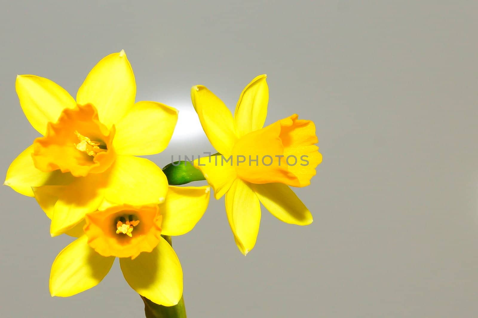 narcissus, daffodil by iness007