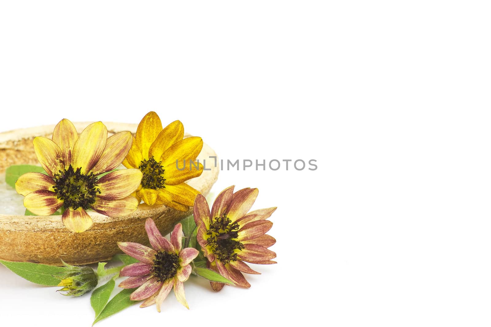 sunflower on white background (Helianthus)