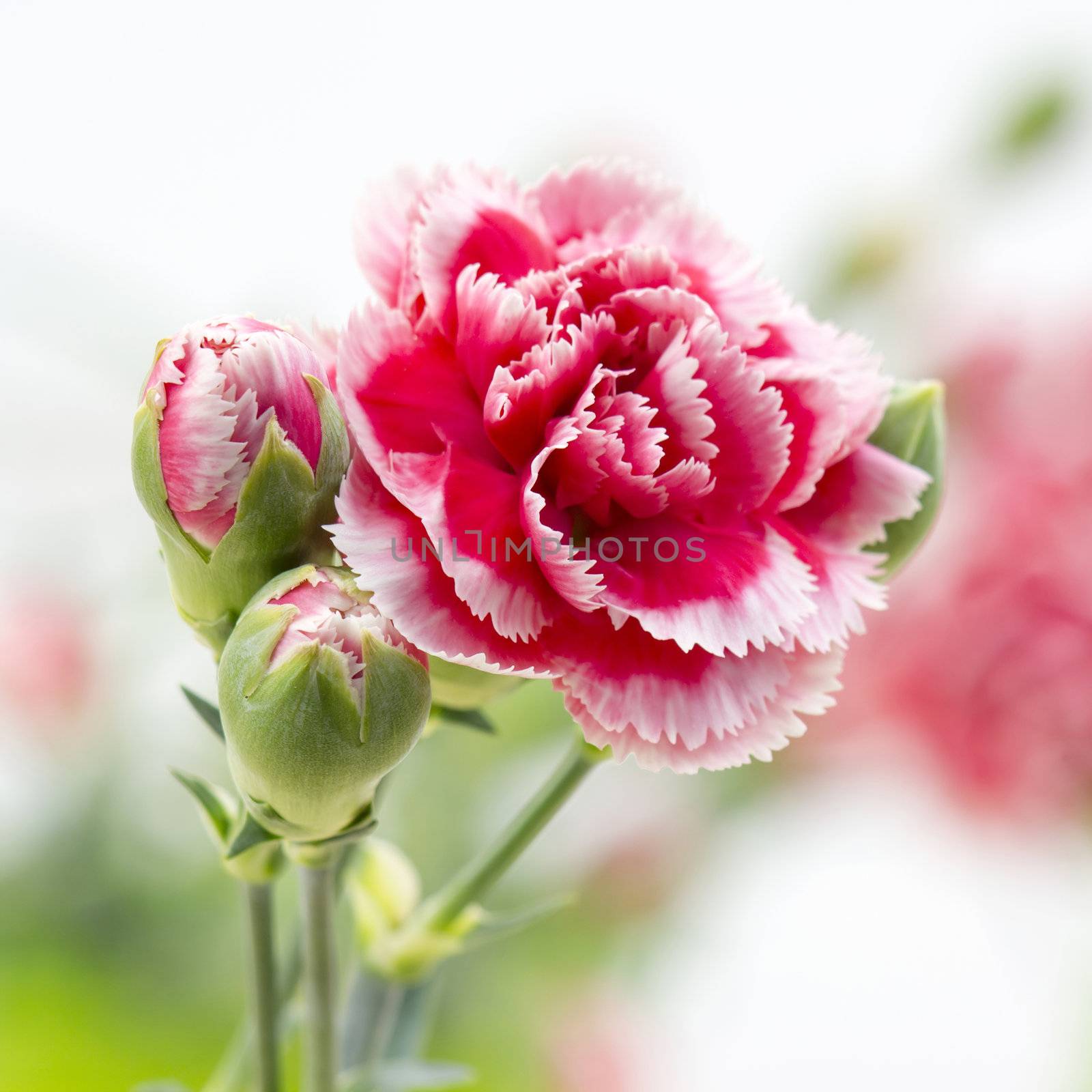 Carnations by miradrozdowski