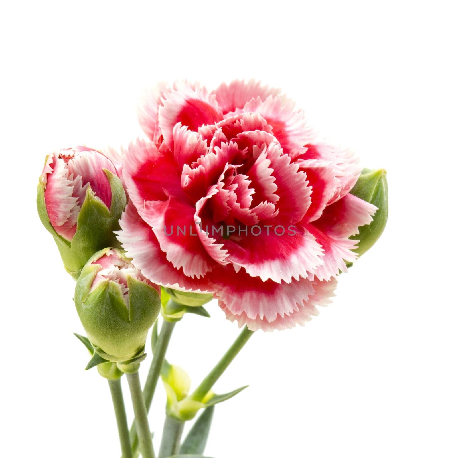 Carnations on white background by miradrozdowski