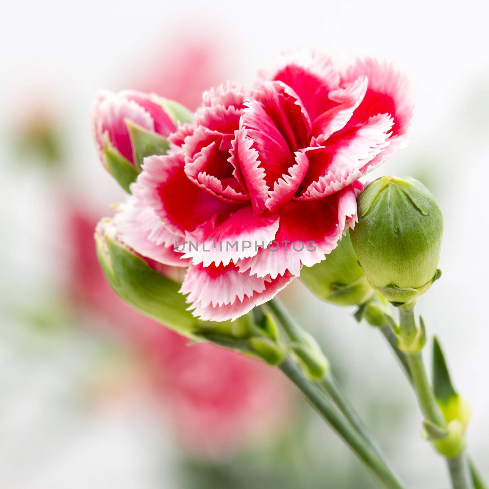 Carnations by miradrozdowski