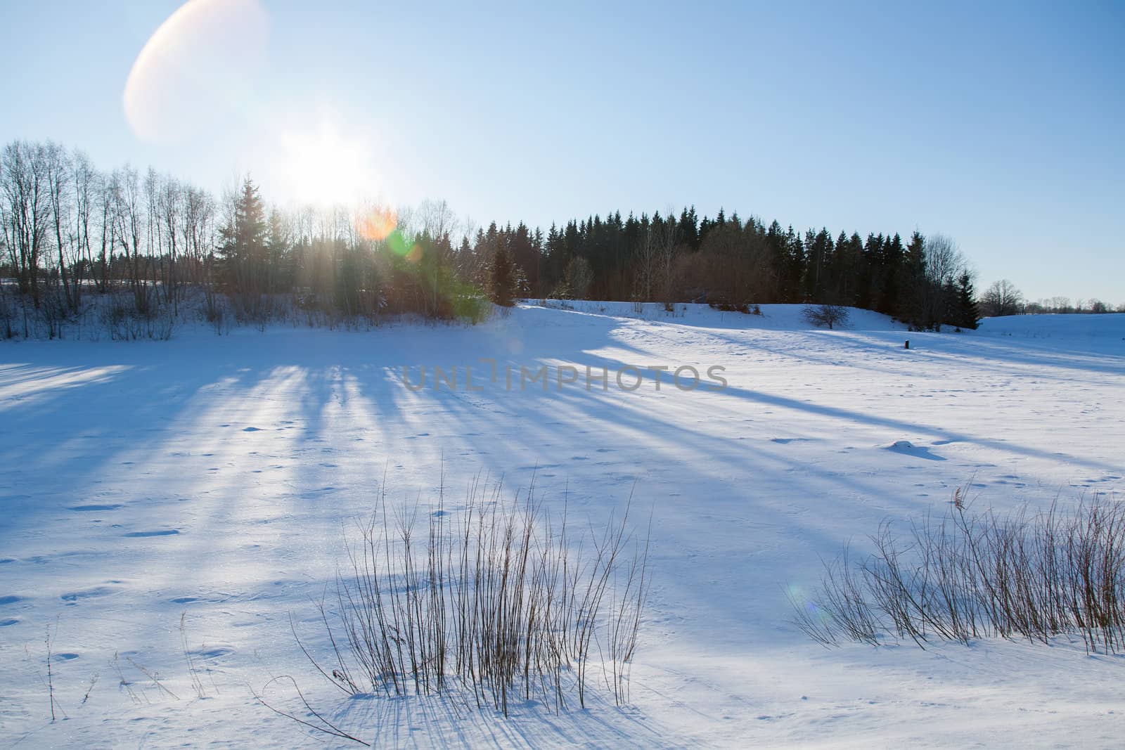 Cold day russian winter polar life