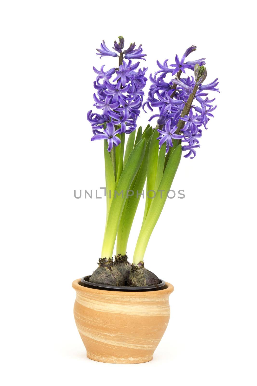 spring hyacinth flower in a pot 