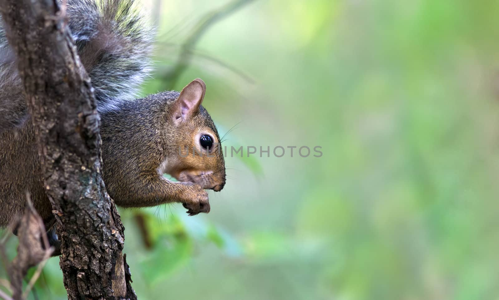 A close up shot of a Eastern Gray Squirrel (Sciurus carolinensis) eating from a branch in a tree.