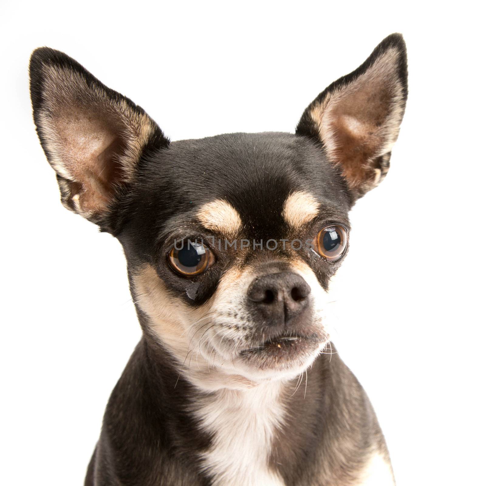 Sad brown and tan chihuahua with tear in eye. Isolated on white background.