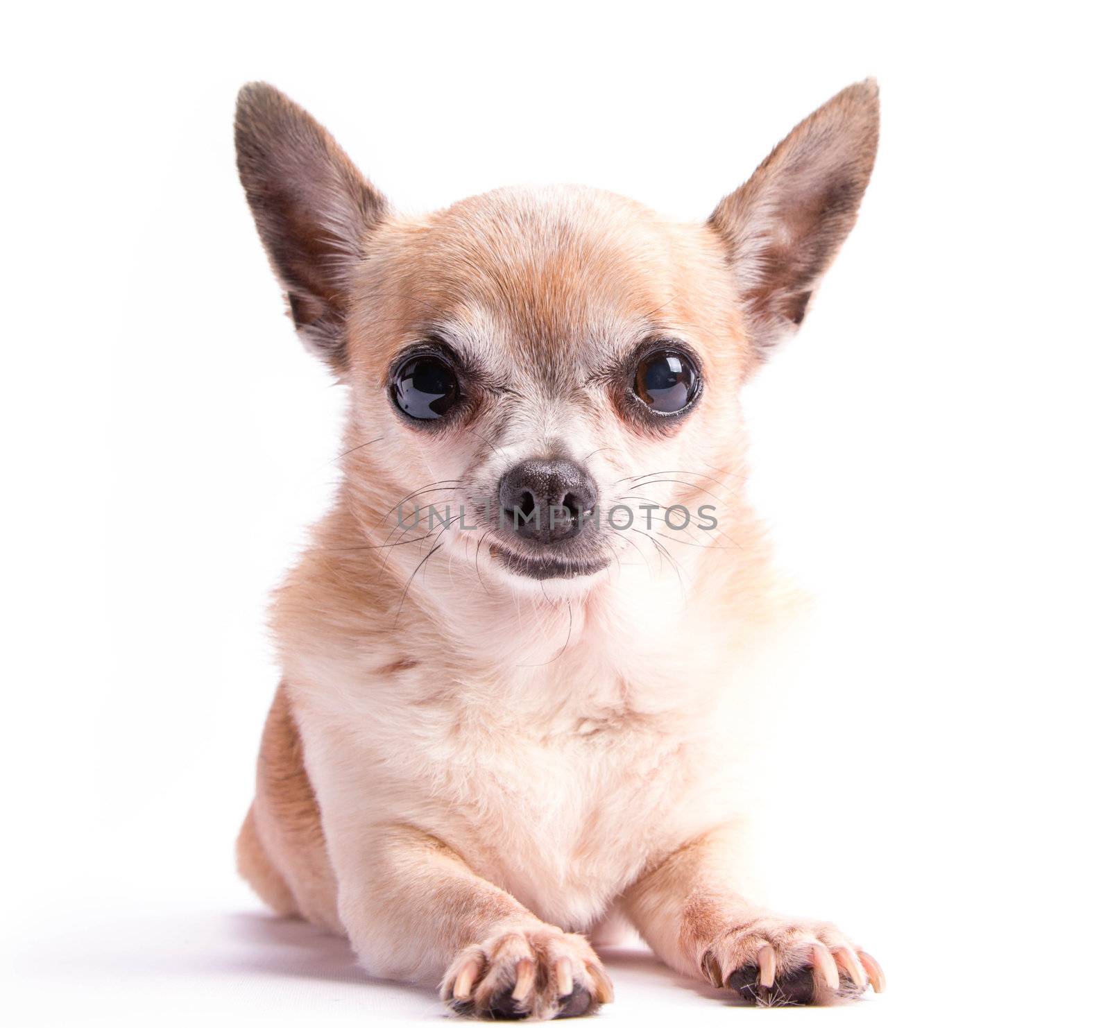 Cute tan chihuahua dog.  Close up isolated on white background.