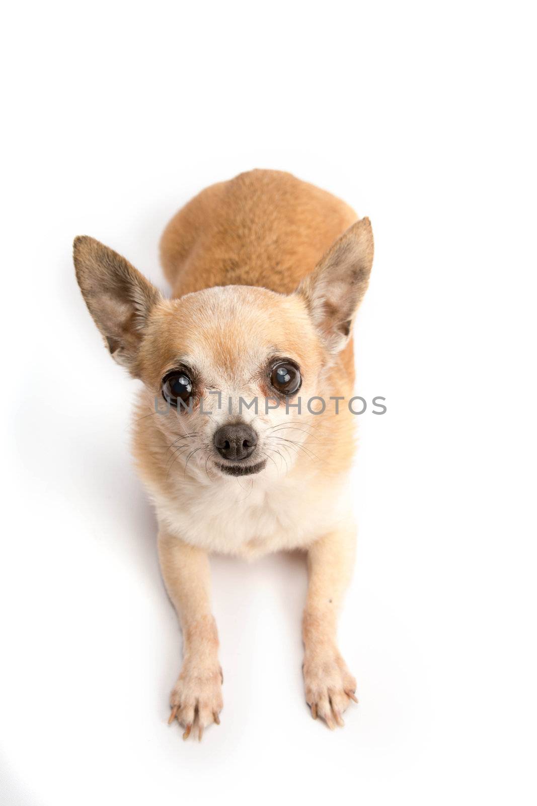 Cute tan chihuahua dog.  Close up isolated on white background.