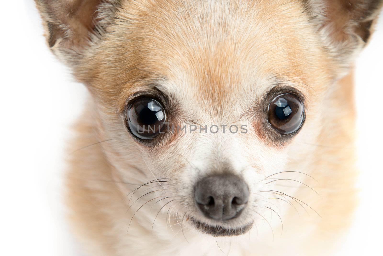 Cute tan chihuahua dog.  Close up isolated on white background.