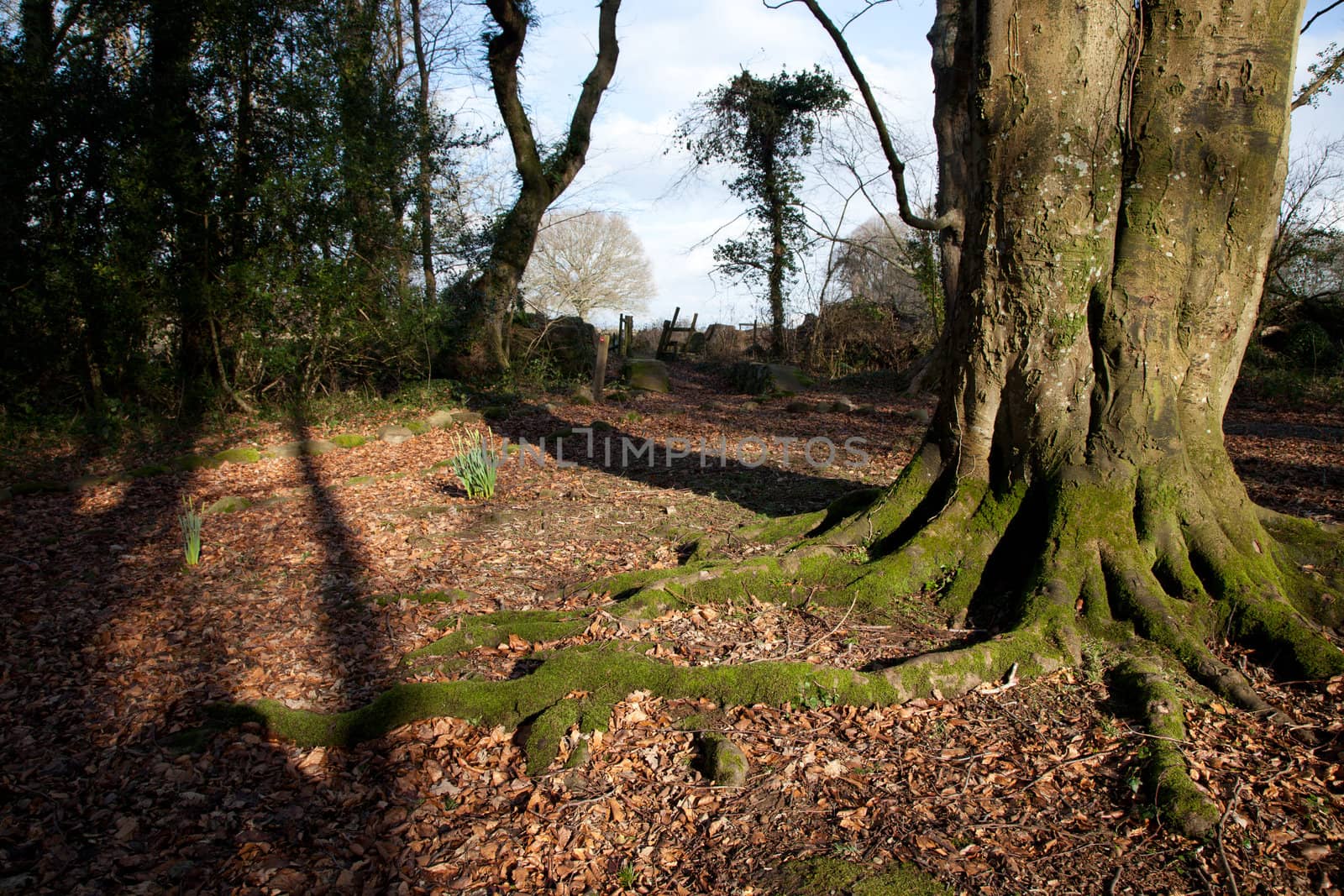 A beech tree with exposed roots on a leaf litter woodland floor.