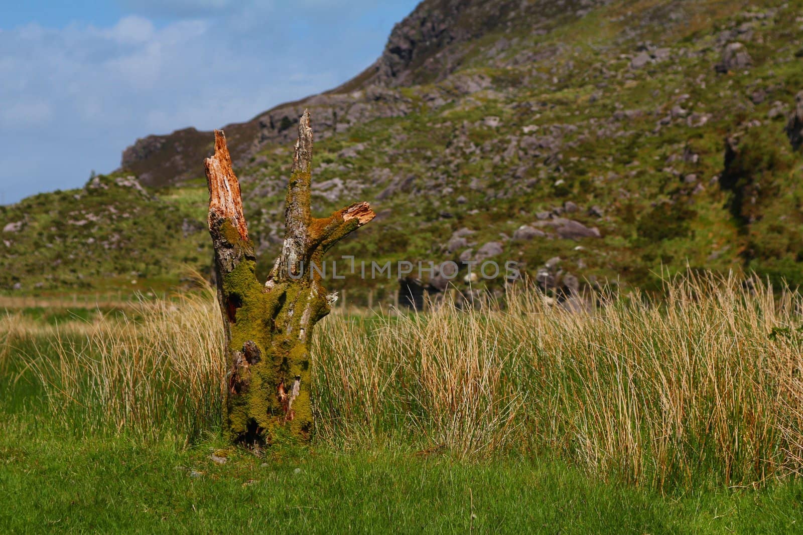 Remains of a tree trunk covered in moss, Gap of Dunloe, Ireland

