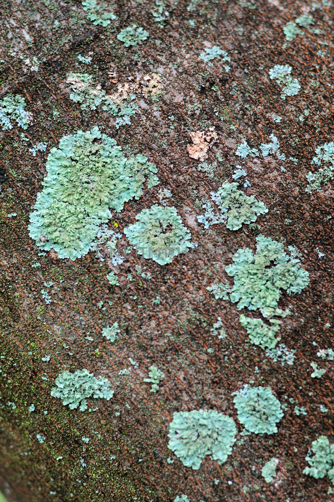 Green fungus growth on tree bark in nature