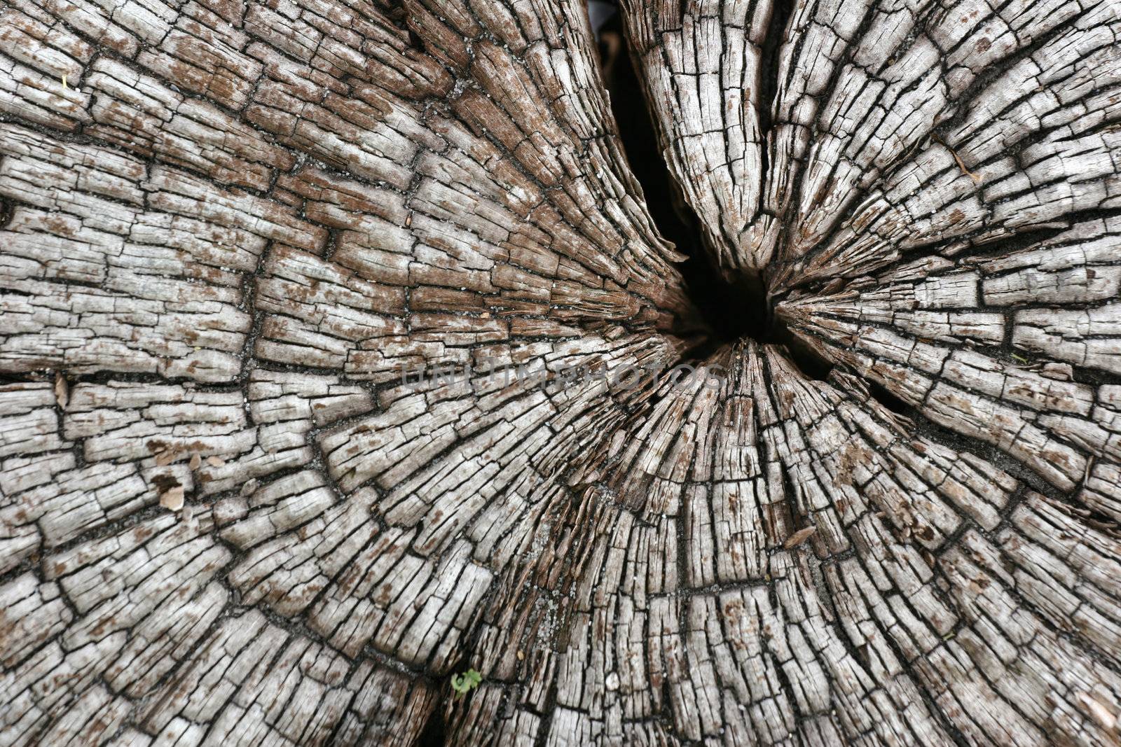 not created abstractions,  patterns of wood closeup on dead tree trunks 

