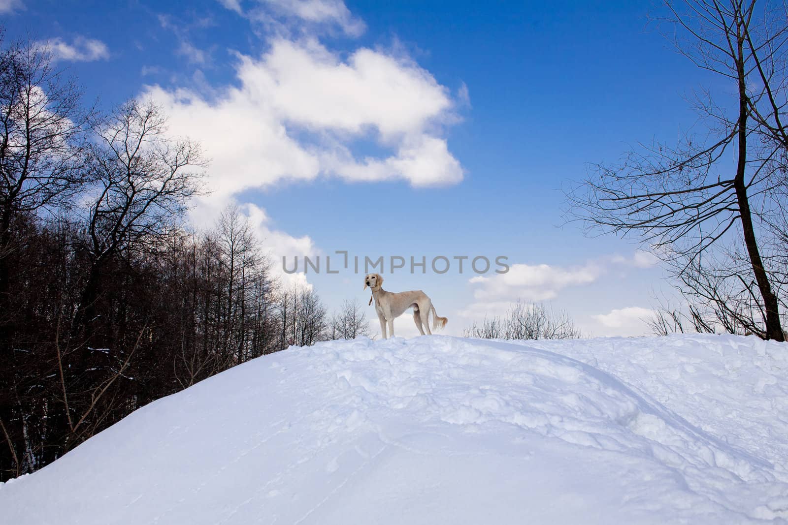  Standing white saluki on snow hill
