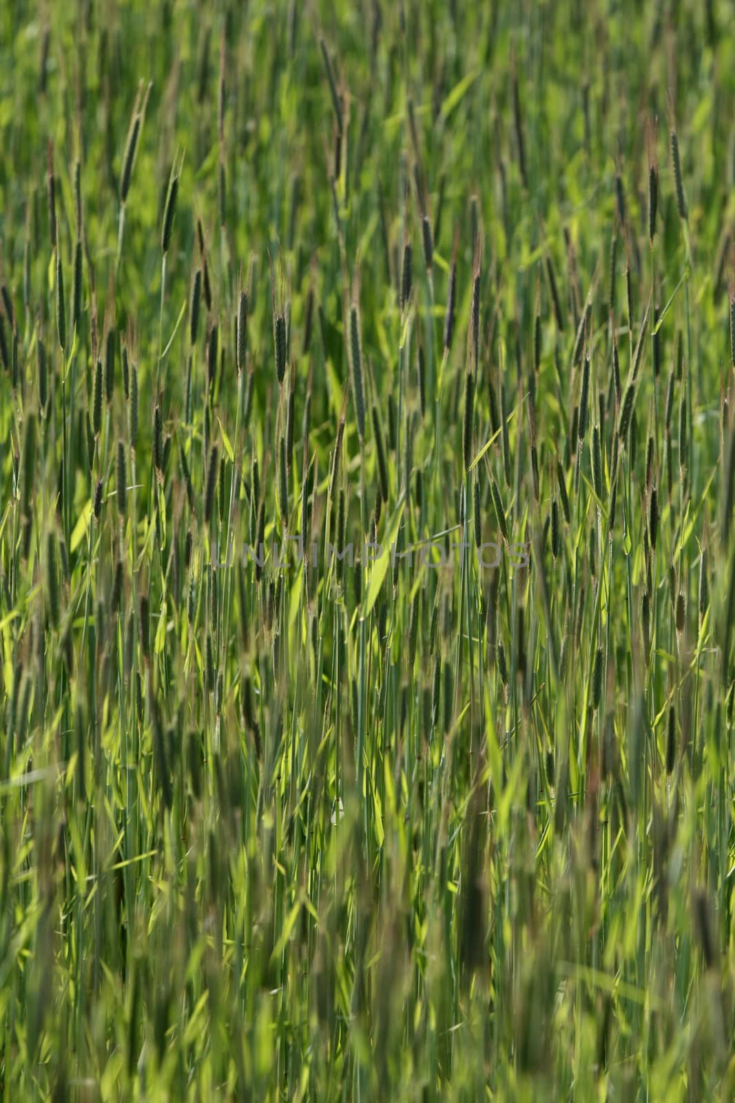 green spring   green  grass in the danish country side 