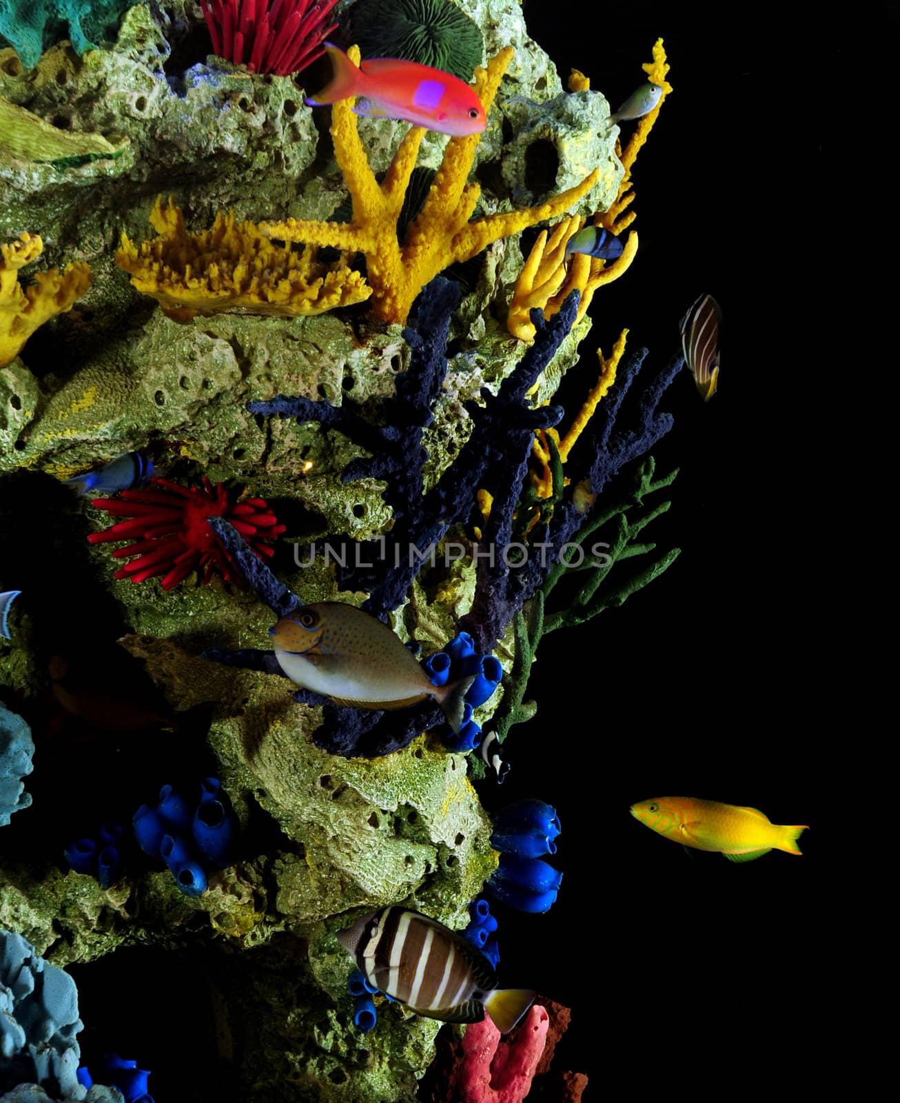 variety of Tropical fish swimming and multicolored coral underwater