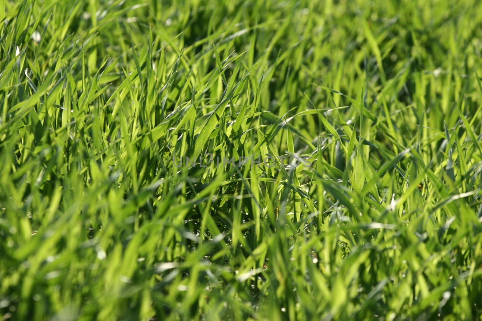 green spring   green  grass in the danish country side 