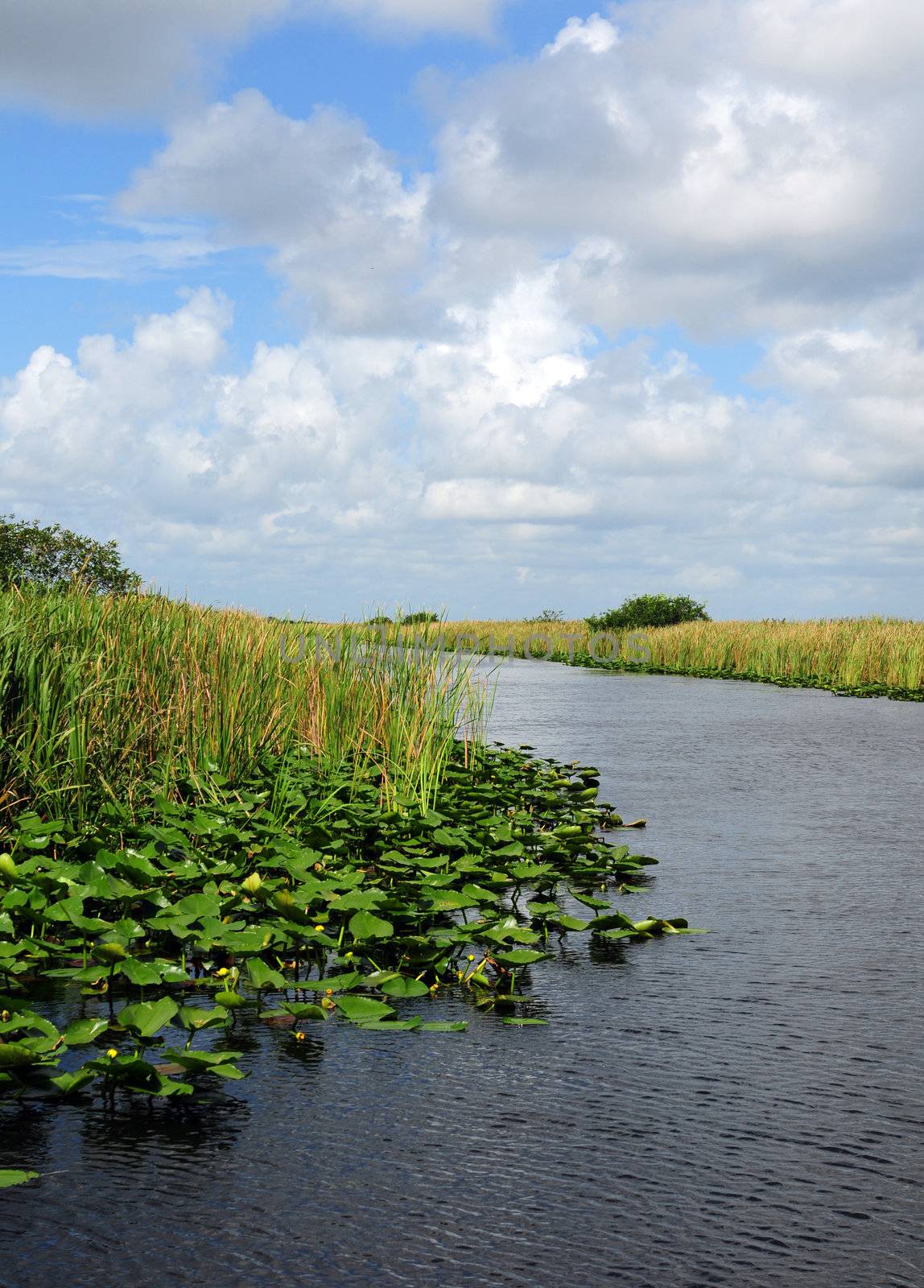 scenic view of water and lily pads in florida everglades