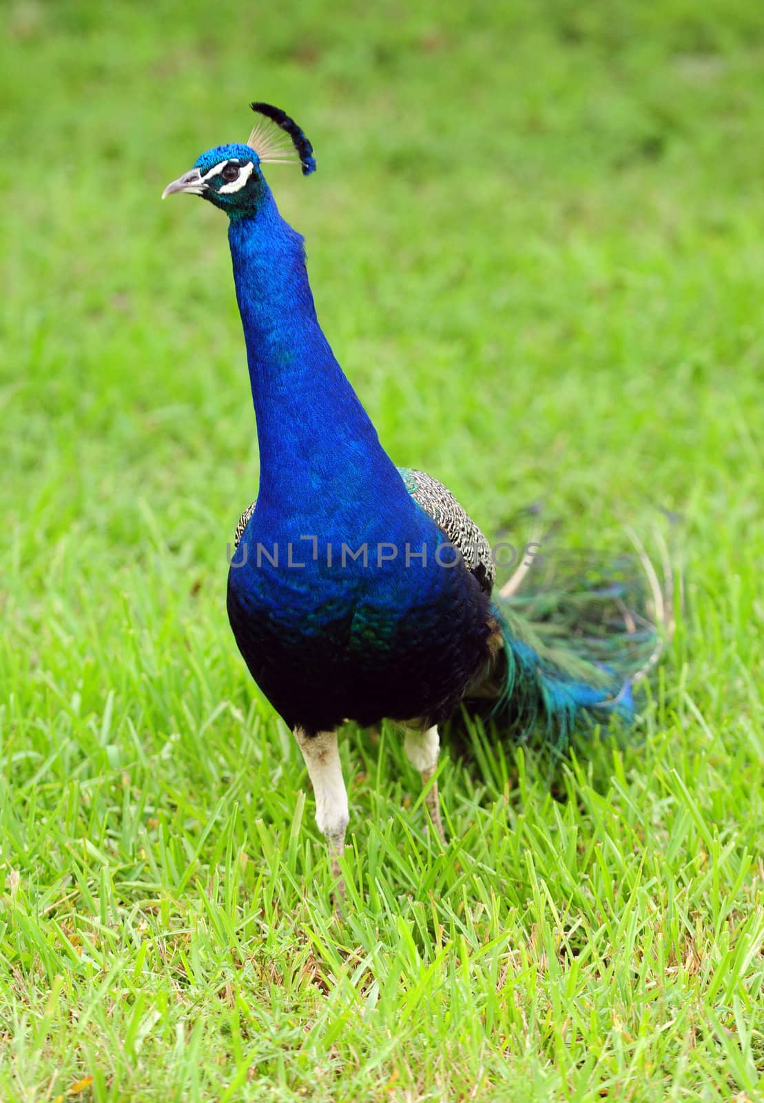 Peacock bird outdoors in green grass and warm weather