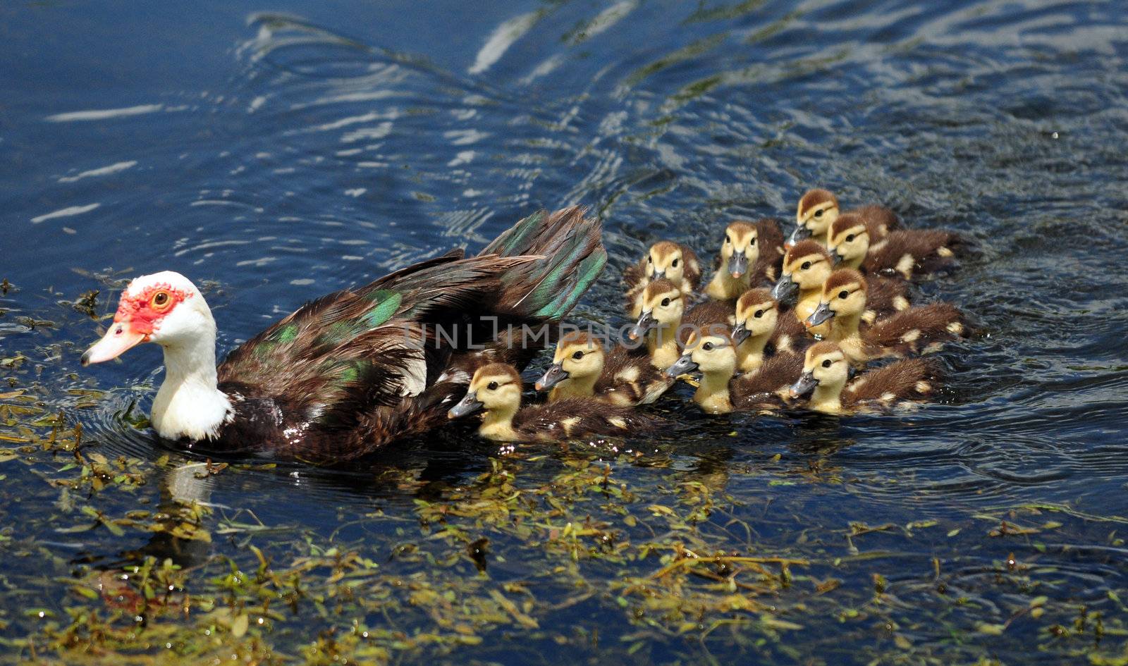 mother and and cute baby scobie ducks in pond