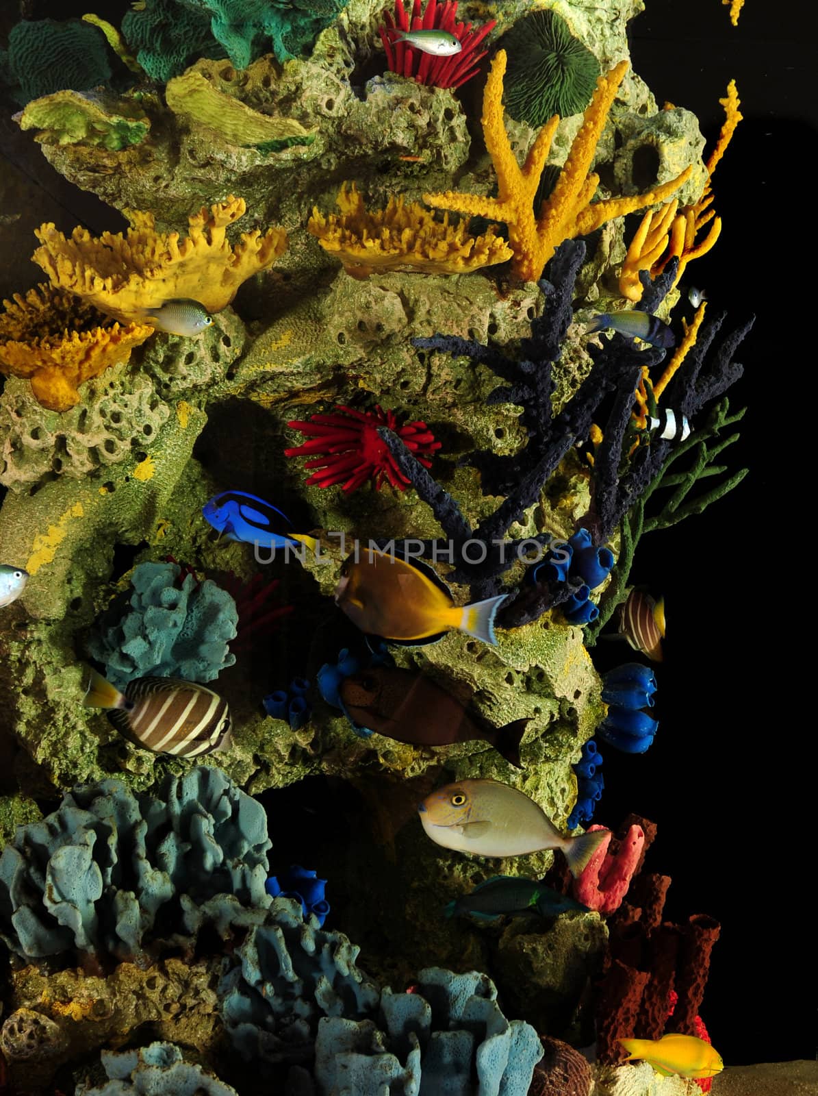 Tropical fish and colorful coral underwater