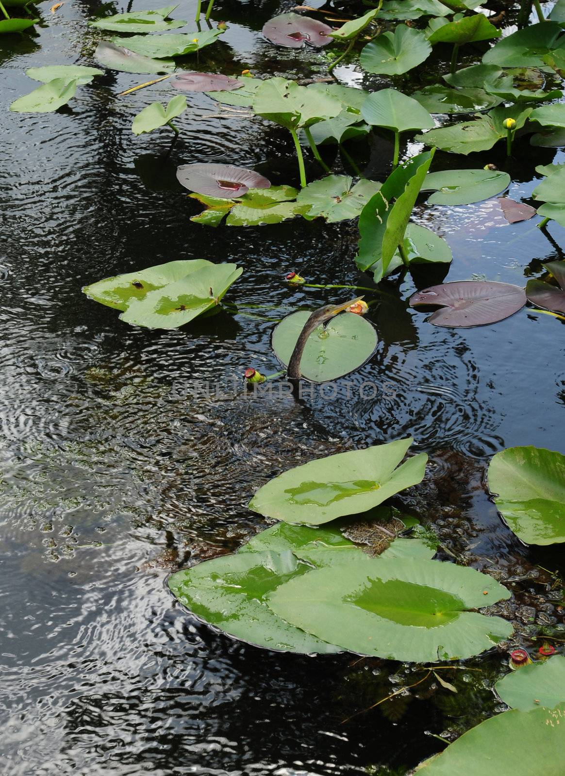 Snake bird or American anhinga in florida everglades