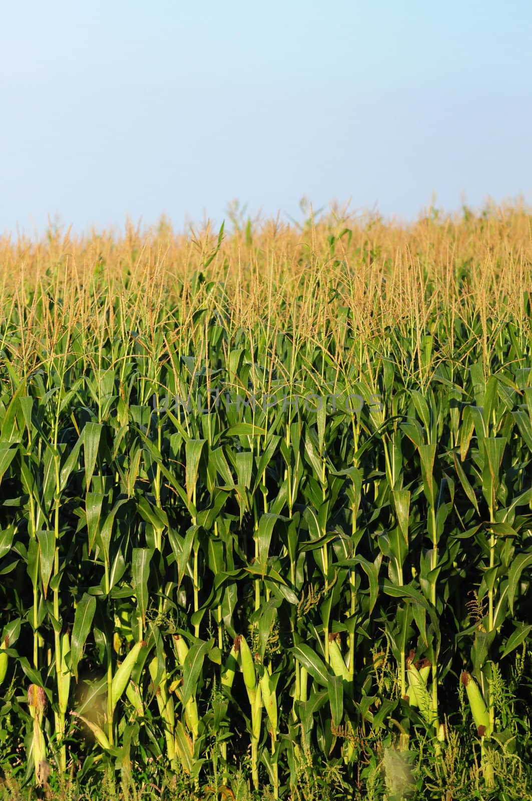 Cornfield with mature cornstalks against a blue sky