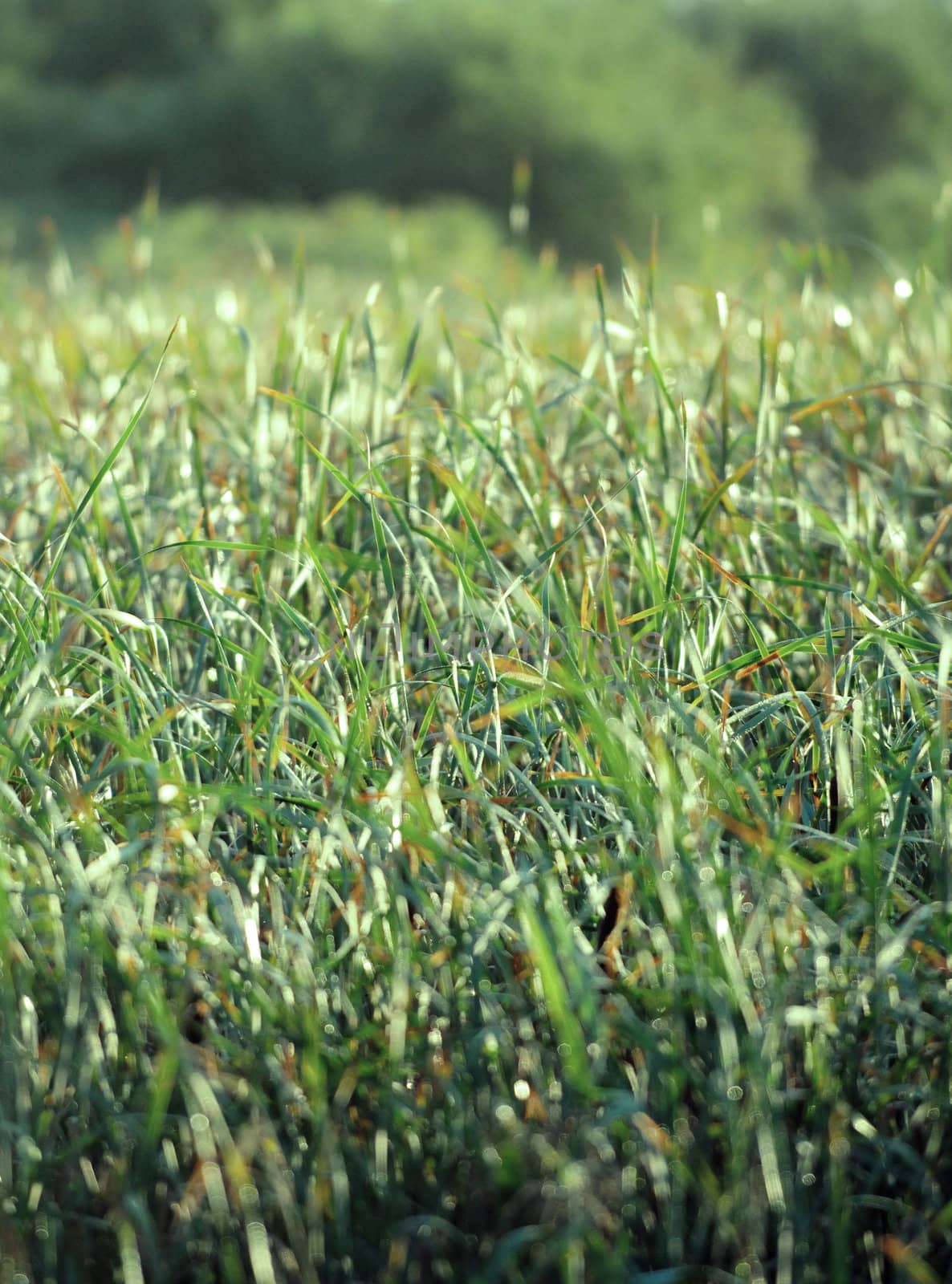 close up of grass in summer