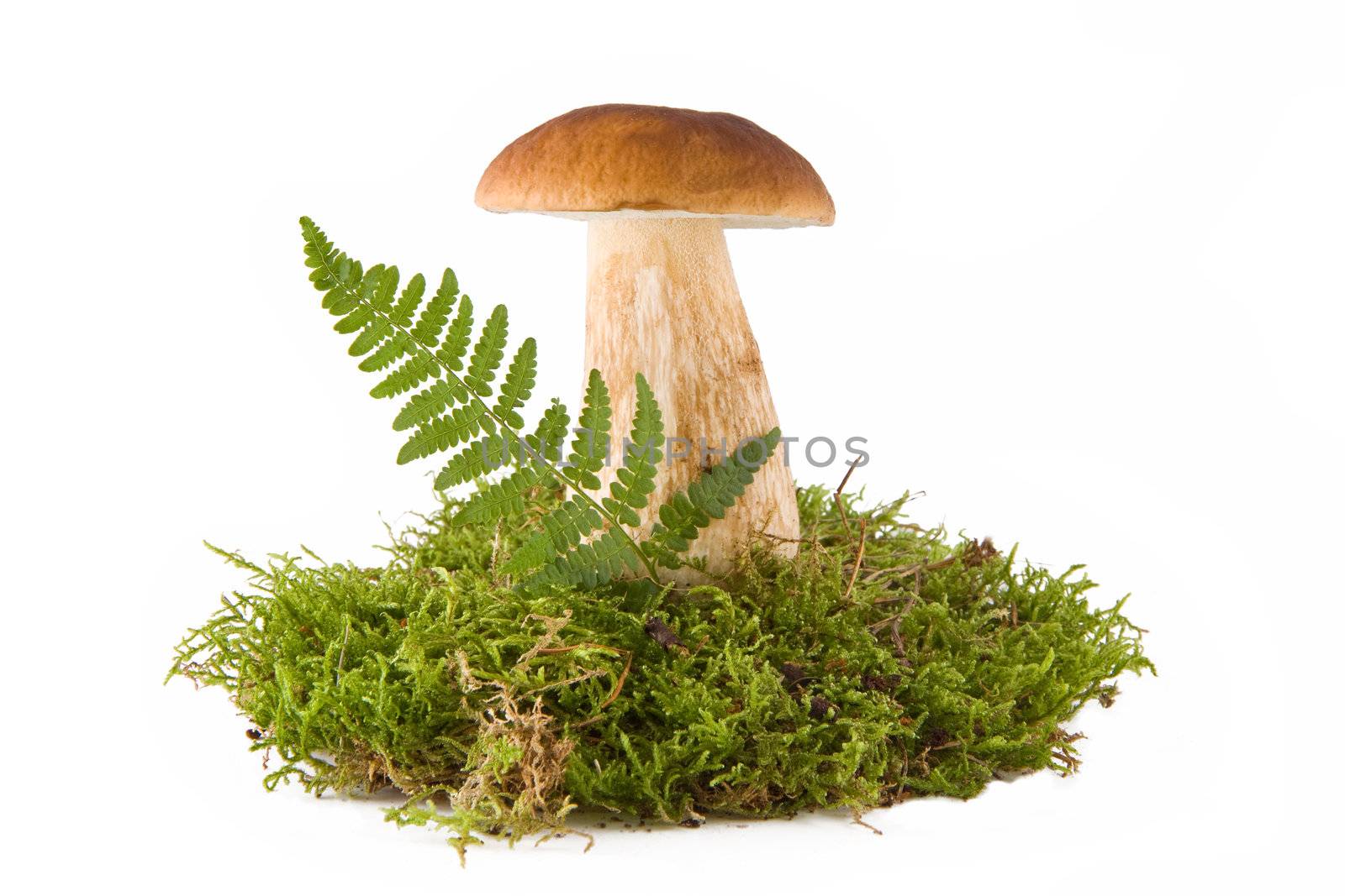One fresh porcini mushroom in a green moss isolated on white