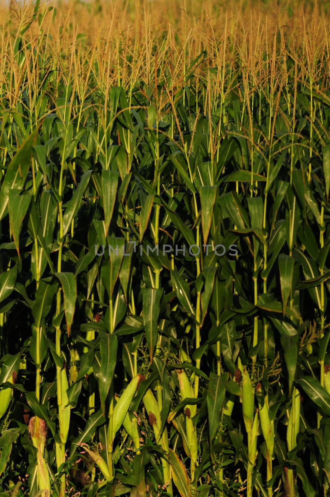 rural farmland with stalks of corn in a field